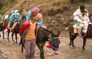 Uttarakhand: केदारनाथ यात्रा में घोड़े-खच्चरों के संचालन पर 24 घंटे की रोक, एक्वाइन इन्फ्लूएंजा वायरस से 14 की मौत