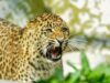 Leopard Attack: कोटद्वार में दर्दनाक घटना…खेत में बकरियां चरा रही महिला को घात लगाकर बैठे गुलदार ने मार डाला