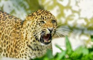 Leopard Attack: कोटद्वार में दर्दनाक घटना…खेत में बकरियां चरा रही महिला को घात लगाकर बैठे गुलदार ने मार डाला