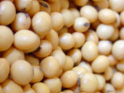 महिलाओं को अपनी डाइट में जरूर शामिल करना चाहिए सोया, हड्डियों में भर जाएगी फौलाद जैसी ताकत a