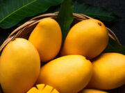 क्या आम खाने से सचमुच बढ़ता है वजन? न्यूट्रिशनिस्ट से जानें किस तरह इसे खाना है ज्यादा फायदेमंद a