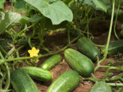 रोजाना खीरे के सेवन से मिलेंगे 5 अद्भुत फायदे, दिल के लिए जरूरी आहार a