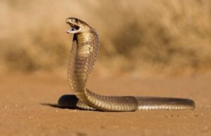 Uttrakhand Snake Bite Case: सांप के जहर से उखड़ रही थी सांसें… दून मेडिकल कॉलेज के डाक्टरों ने लौटाई धड़कनें