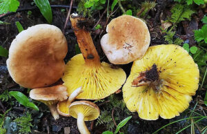 Haldwani News: जंगली मशरूम खाने से विवाहिता की मौत, महिला नौ दिन पहले पति संग पड़ी थी बीमार; STH में तोड़ा दम