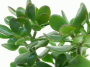 वास्तु के अनुसार ये 7 पौधे हैं बेहद लकी, घर में लगाने से दिन दूनी रात चौगुनी होती है बरकत 8