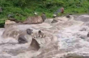 Uttarkashi: बनाल पट्टी के पास अतिवृष्टि, चपेट में आई करीब डेढ़ दर्जन बकरियां कुड गदेरे में बह गई, पांच मरी
