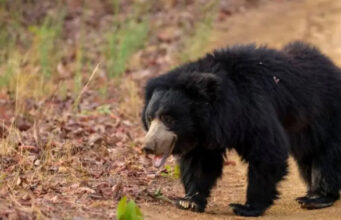 Chamoli News: मवेशियों के लिए घास लेने गए दंपती पर भालू ने किया हमला, पति की मौत, पत्नी एम्स रेफर