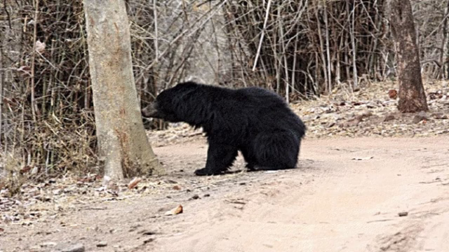 bear_1c3fe78a7dfeed9a16f65f7615898be6