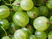 आंवला सेहत का खजाना, लेकिन इन 7 लोगों के लिए हो सकता है नुकसान! a