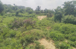 Uttarakhand News: रामनगर में ढिकुली की जमीन के दामों में आया भारी उछाल, इतना पहुंचा सर्किल रेट