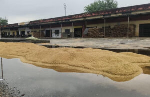 Sitarganj: बारिश ने धोया, किसान रोया, मुसीबत में काश्तकार, अफसरों की लापरवाही से मेहनत पर फिरा पानी, सिस्टम पर उठे सवाल?