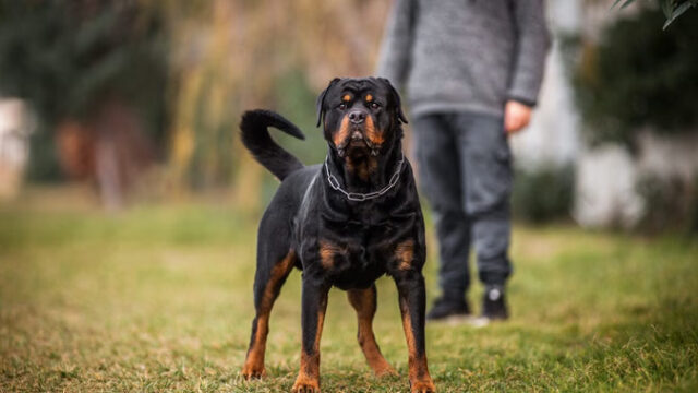 the-most-dangerous-dog-breeds-of-the-world-know-the-name_c1d36e92dcc48a77ea0683effa19fed3 (1)