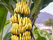 सिर्फ एक केला और चुटकी भर काली मिर्च—रोज साथ खाने से मिलेंगे 6 चौंकाने वाले फायदे 7