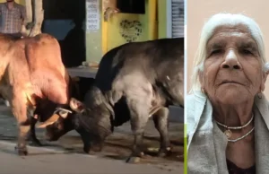 Uttarakhand: दो सांडों की लड़ाई का गंभीर अंजाम, बीच में आने से 82 वर्षीय महिला की हो गई मौत