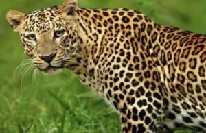 Pauri Garhwal: गजल्ड में आदमखोर गुलदार ढेर, पांच साल की थी मादा, दहशत के बीच गांव में तैनात किए गए थे शूटर