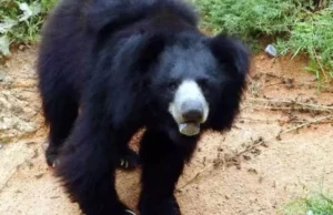 Chamoli: स्कूल पहुंचा भालू…सहमे बच्चे, कमरों में छिपे, दरवाजा तोड़ एक मासूम को उठाया, शिक्षकों ने बचाई जान