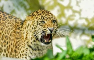 Uttarakhand: घास काट रही महिला पर तेंदुए ने किया हमला, जंगल के अंदर 2 KM तक ले गया घसीट कर; मौत से ग्रामीणों में आक्रोश