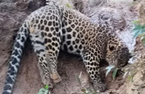 Uttarakhand: अल्मोड़ा में जंगल की ओर भागते हुए खेत के बाड़े में फंसा गुलदार, वन विभाग ने किया रेस्क्यू