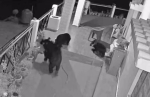 Uttarkashi: भोजन की तलाश में बच्चों के साथ घर में घुसा भालू, सीसीटीवी कैमरे में हुए कैद, ग्रामीणों में दहशत