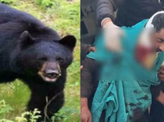 Tehri News: बकरी लेकर जा रहे युवक पर दो भालुओं ने किया हमला, हिम्मत से ऐसे बचाई अपनी जान