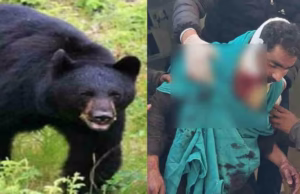 Tehri News: बकरी लेकर जा रहे युवक पर दो भालुओं ने किया हमला, हिम्मत से ऐसे बचाई अपनी जान