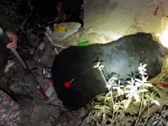 Chamoli: पोखरी में छह साल के मादा भालू को वन विभाग ने ट्रेंकुलाइज कर पकड़ा, ग्रामीणों ने ली राहत की सांस