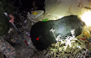 Chamoli: पोखरी में छह साल के मादा भालू को वन विभाग ने ट्रेंकुलाइज कर पकड़ा, ग्रामीणों ने ली राहत की सांस