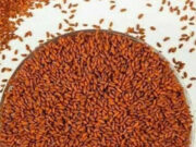 रोज हलीम के बीज खाने से शरीर में दिखेंगे 7 कमाल के बदलाव, पोषण की कमी से होने वाली बीमारियां रहेंगी दूर 7