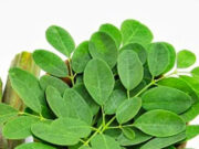 डायबिटीज कंट्रोल से लेकर इम्युनिटी बढ़ाने तक, मोरिंगा की पत्तियों से सेहत को मिलेंगे कमाल के फायदे 7