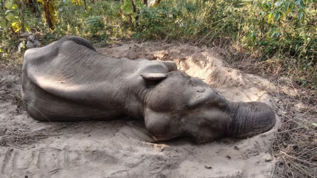 hatha-ka-mata_ee7d7a76ab5f687fefc03a1a1b20be33