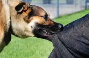 हल्द्वानी में लावारिस कुत्तों का आतंक, रोजाना बढ़ रहे हमले; सुप्रीम कोर्ट के निर्देश हो रहे बेअसर