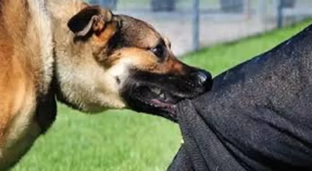 dog-bite-1769667297790