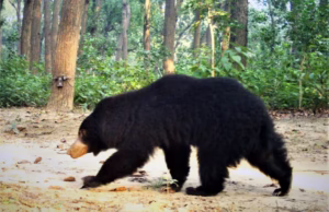 Karanprayag News: घर के बाहर खड़ा था व्यक्ति, भालू ने किया अचानक हमला, दरवाजा बंद करके बचाई मुश्किल से जान