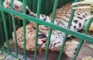 Nainital News: ओखलकांडा में पिंजरे में फंसा तेंदुआ, रानीबाग रेस्क्यू सेंटर भेजने की तैयारी