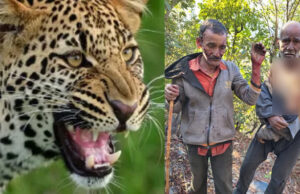 Uttarkashi: यमुनोत्री हाईवे के पास बकरी चुगा रहे दो ग्रामीणों पर गुलदार ने किया हमला, बुरी तरह हुए घायल