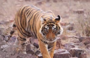 Uttarakhand: सामने आई एक आराम तलब बाघिन की कहानी…भारतीय वन्यजीव संस्थान ने 10 माह तक किया अध्ययन