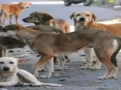 Uttarakhand News: हल्द्वानी में 200 कुत्तों के लिए डॉग शेल्टर बनने की तैयारी, नगर निगम ने तैयार की डीपीआर