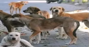 Uttarakhand News: हल्द्वानी में 200 कुत्तों के लिए डॉग शेल्टर बनने की तैयारी, नगर निगम ने तैयार की डीपीआर