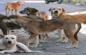 Uttarakhand News: हल्द्वानी में 200 कुत्तों के लिए डॉग शेल्टर बनने की तैयारी, नगर निगम ने तैयार की डीपीआर