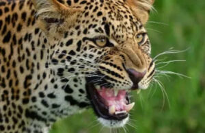 Nainital News: आदमखोर तेंदुए को आज मारो…अभी मारो, तेंदुए के हमले से महिला की मौत, ग्रामीणों में दहशत का माहौल