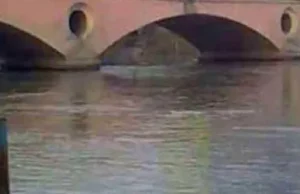 Uttarakhand: रुड़की की गंगनहर में दिखे 13 गोवंश के शव, हिंदू संगठनों में आक्रोश; कहा- ‘जानबूझकर घटना को दिया अंजाम’