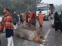 Uttarakhand: देहरादून में तेज रफ्तार डंपरों का कहर, वन गुर्जर के पांच पशु कुचले, कई घायल