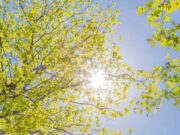 धूप में रखा पानी और विटामिन-D: सच या सिर्फ एक मिथक? 7