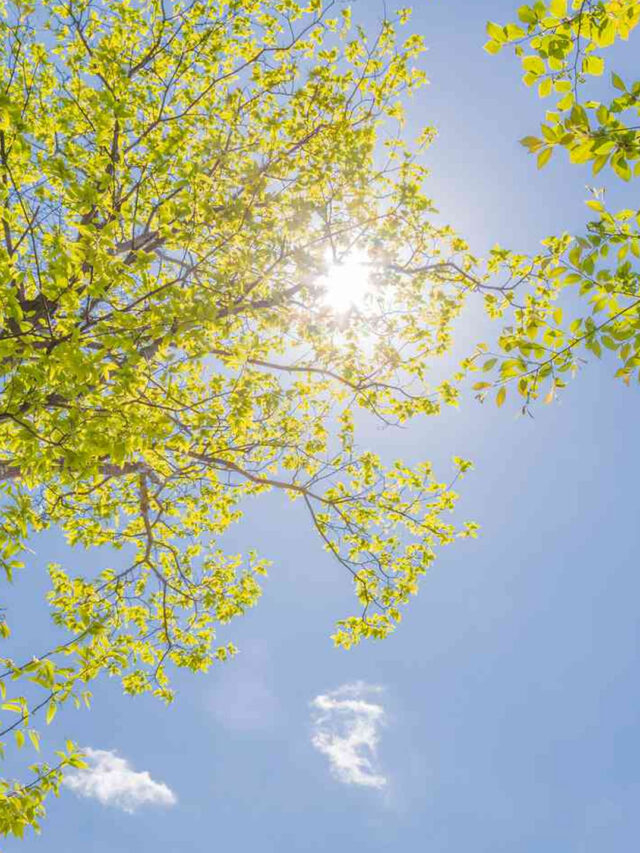 धूप में रखा पानी और विटामिन-D: सच या सिर्फ एक मिथक?