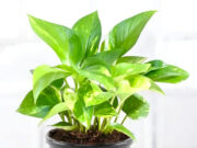 घर में रखें ये 6 पौधे और जानिए इनके फायदे 7