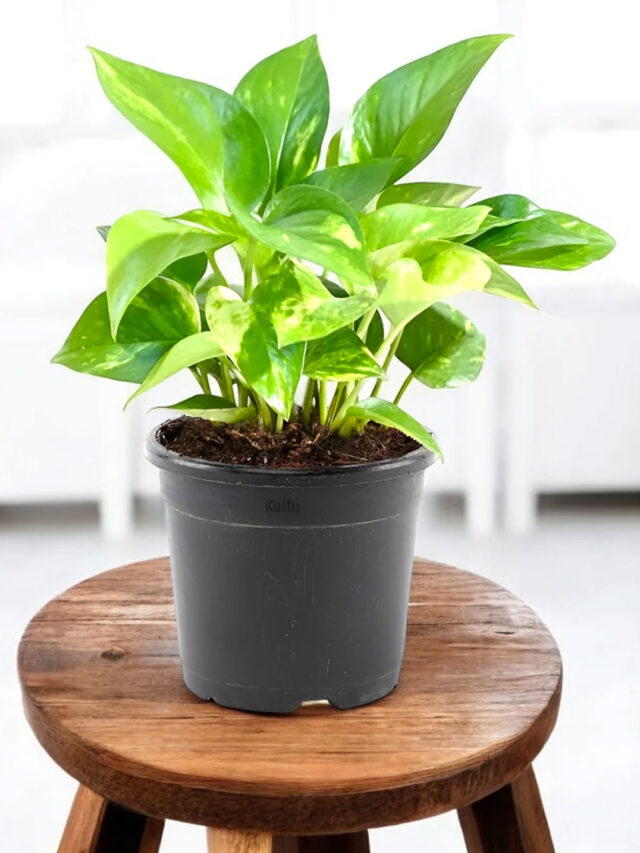 घर में रखें ये 6 पौधे और जानिए इनके फायदे