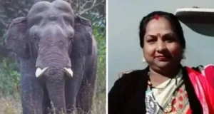 Uttarakhand: चंपावत में चारा लेने जंगल गई महिला पर हाथी ने किया हमला, कुचल कर मार डाला