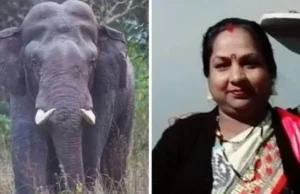 Uttarakhand: चंपावत में चारा लेने जंगल गई महिला पर हाथी ने किया हमला, कुचल कर मार डाला