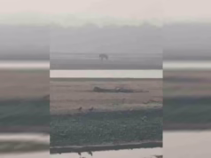 Uttarakhand: घायल हाथी की पीड़ा पर संवेदनहीनता भारी, तट पर तड़पता रहा, मदद के लिए लगाता रहा गुहार