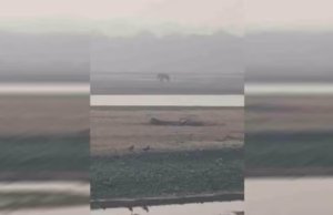 Uttarakhand: घायल हाथी की पीड़ा पर संवेदनहीनता भारी, तट पर तड़पता रहा, मदद के लिए लगाता रहा गुहार